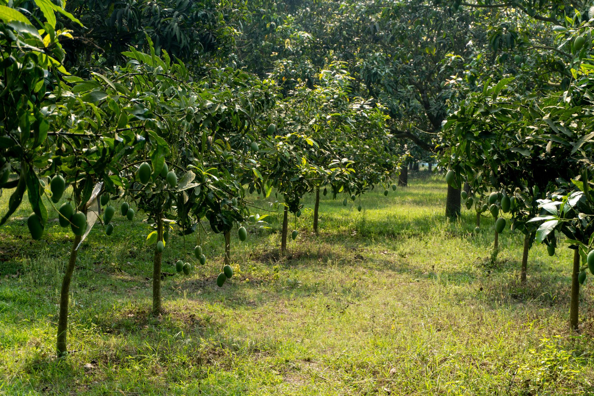 Chapai Nawabganj Mango Garden – The Kingdom of Golden Mangoes